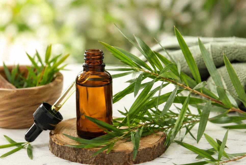 Tudo o que você precisa saber sobre o óleo essencial de melaleuca